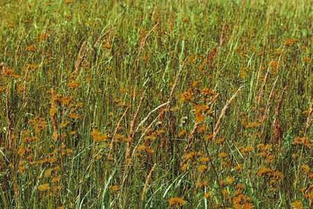 Green meadow grass field natural backgroundの写真素材