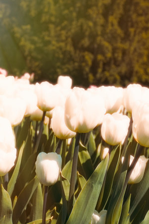 Beautiful spring colorful tulips outdoor sunny backgroundの写真素材