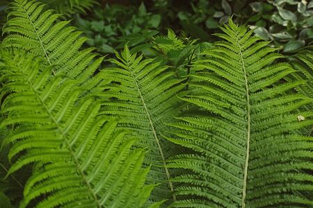 Green summer fern thicket in jungle forest backgroundの写真素材