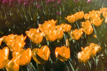 Beautiful spring colorful tulips springtime outdoor backgroundの写真素材