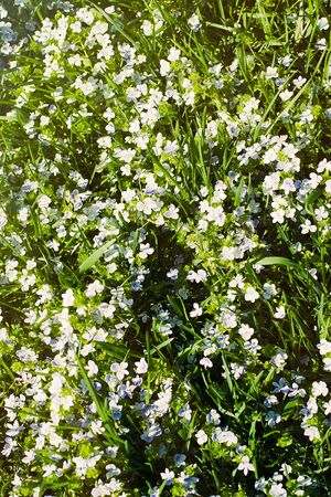 Veronica filiformis Slender speedwell white blue little flowers backgroundの写真素材