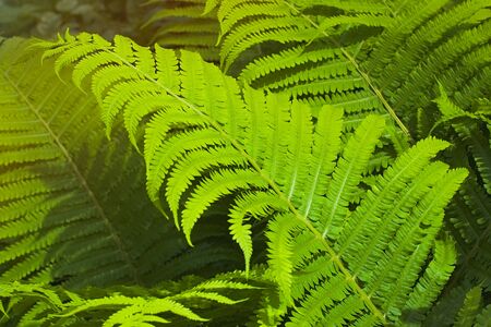 Green fern thicket in forest closeup summer backgroundの写真素材