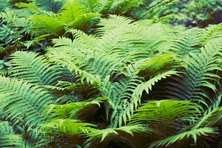 Green summer fern thicket in jungle forest backgroundの写真素材