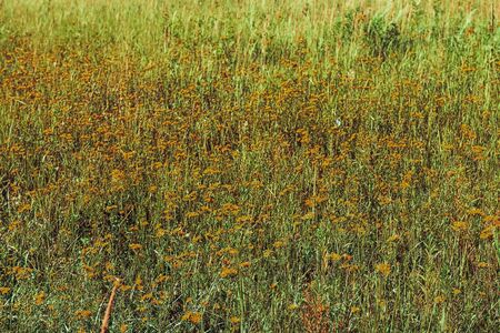 Green meadow grass field natural backgroundの写真素材