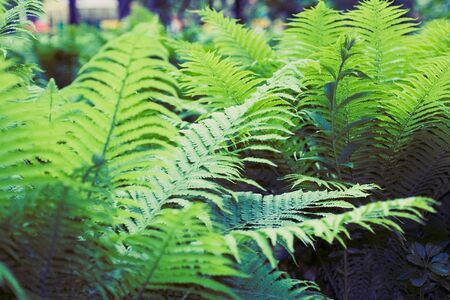 Green summer fern thicket in jungle forest backgroundの写真素材