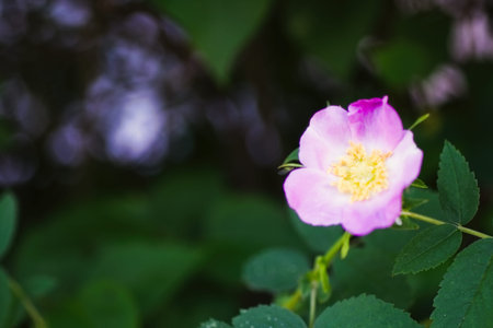 Close-up of dog rose Rosa canina bush with green leaves background