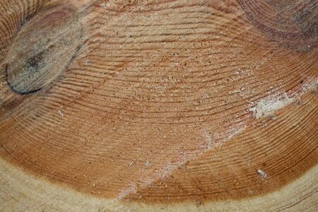 Pine tree log cross section close-up timber backgroundの写真素材