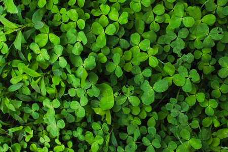Green clover shamrock natural foliage closeup background