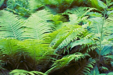 Green summer fern thicket in jungle forest backgroundの写真素材