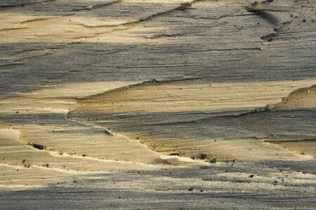 Texture of natural wood in summer forest backgroundの写真素材