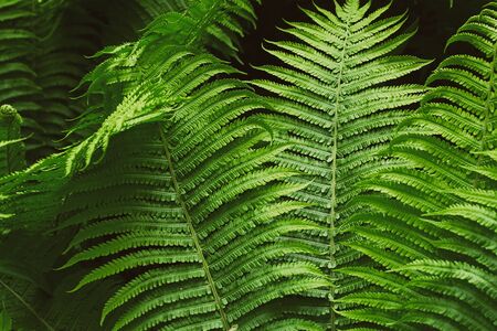 Green summer fern thicket in jungle forest backgroundの写真素材