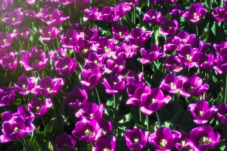 Beautiful spring colorful tulips backgroundの写真素材