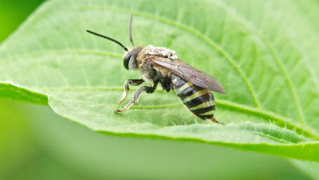 bees on leaves