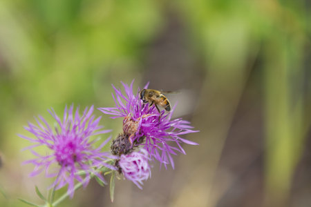 Busy Bee on Purple Flowerの写真素材