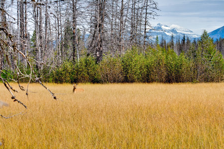 Mule Deer in Golden Mountain Meadow with snow capped peaks and new growth in burned forestの写真素材