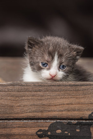 Little kitten sitting in a boxの写真素材
