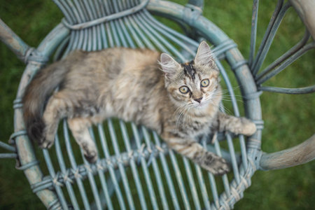 Cat sitting on blue chair, top-down view, looking in camera.の写真素材