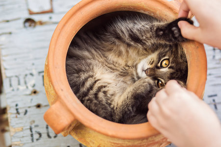 Child playing with kitty in a flower potの写真素材