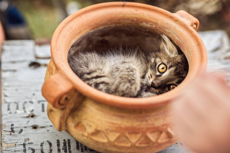 Child playing with kitty in a flower potの写真素材