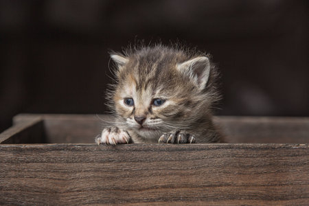Little kitten sitting in a boxの写真素材