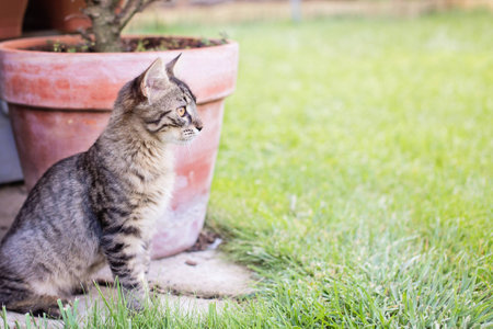 Young domestic cat in the gardenの写真素材