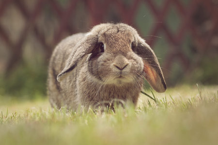Rabbit  in grassの写真素材
