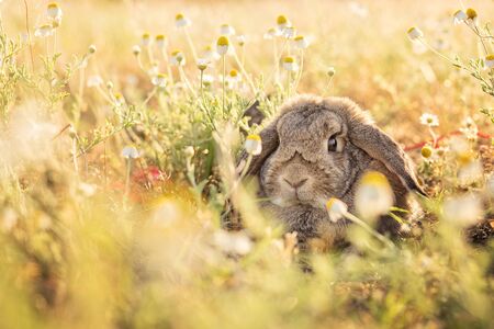 Bunny on camomile meadowの写真素材