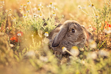 Bunny on camomile meadowの写真素材