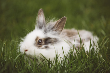 Bunny in grass