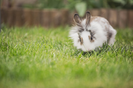 Little rabbit sitting in the grass