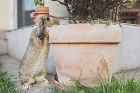 Curious rabbit