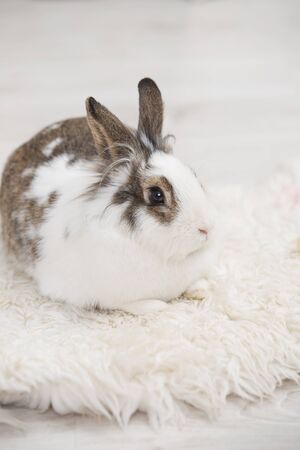 Easter little bunny sitting on lambskin indoors.の写真素材