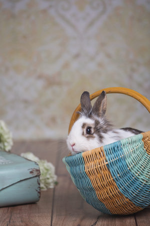 Easter little bunny sitting in a basket.