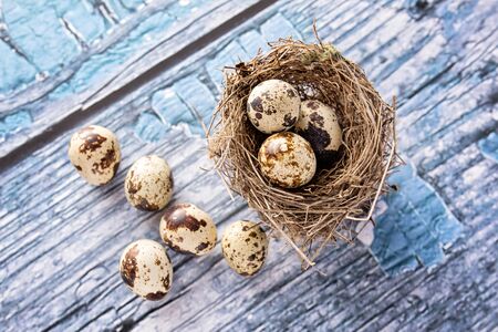 Quail eggs in nestの写真素材