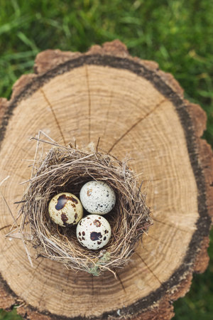 Quail eggs in nest on a logの写真素材
