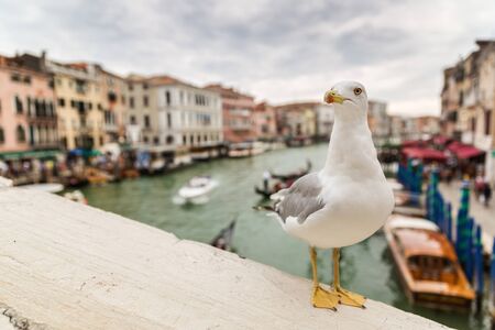 Seagull posing on the railing of the Rialto, Veniceの写真素材