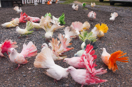 The colorful pigeons in the zoo.の写真素材