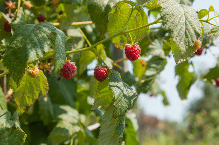 Raspberries growing on a branch