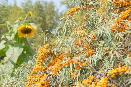 The ripe sea buckthorn berries on branchesの写真素材