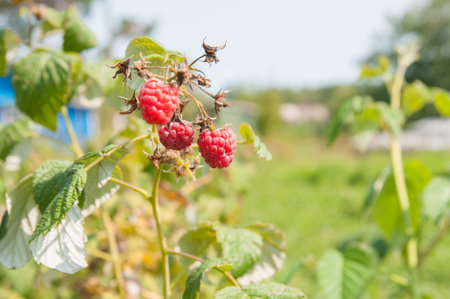 Raspberries growing on a branch