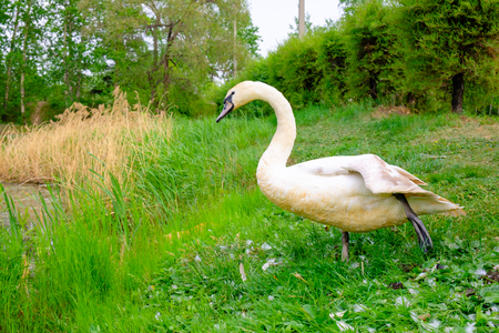 White swan on the shore. Waterfowl on the pond.の写真素材