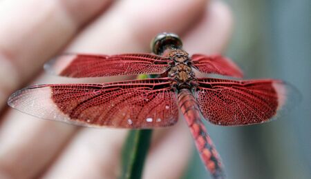Resting without fear the red dragonflyの写真素材