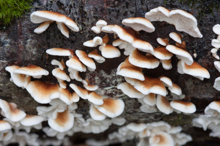 Plicaturopsis crispa mushrooms caps growing in dead wood