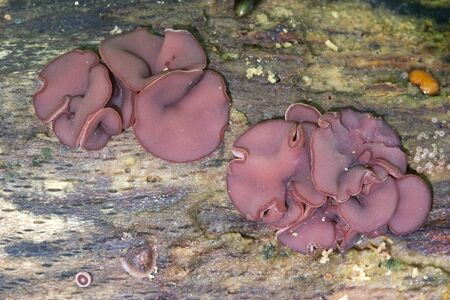 Ascocoryne sarcoides or cylichnium, know as Jelly drops or purple Jellydisc growing on dead woodの写真素材