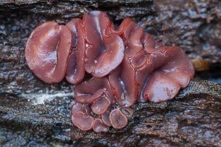 Ascocoryne sarcoides or cylichnium, know as Jelly drops or purple Jellydisc growing on dead woodの写真素材
