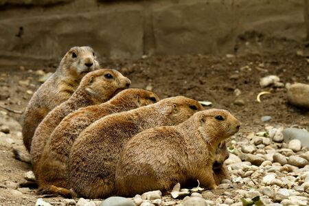 Five groundhogs sitting in a row each standing taller then the firstの写真素材