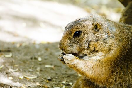 Profile view of a ground hog with hands near mouth eatingの写真素材