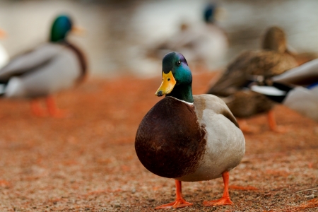 Mallard against a colorful orange background with fellow ducks. shallow depth of fieldの写真素材