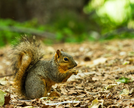 Single squirrel on a bed of leaves with food in his hands being held up to his mouth