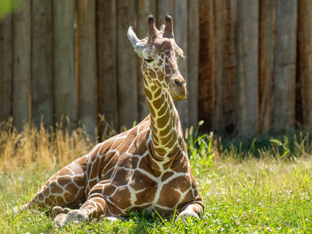 Young giraffe relaxing on the grass  during a hot summer day.の写真素材